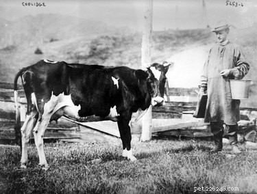 12 Fascinating Presidential Pets That Captured America