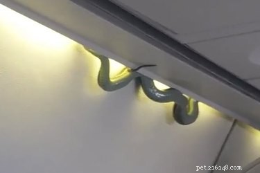 Green Snake Surprise on Aeromexico Flight to Mexico City