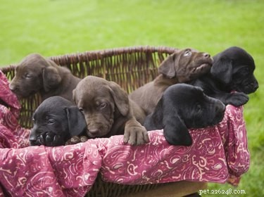 9 Heartwarming Pet Moments That Restore Hope in Uncertain Times
