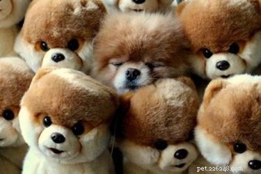 15 Real Animals That Look Like Plush Toys
