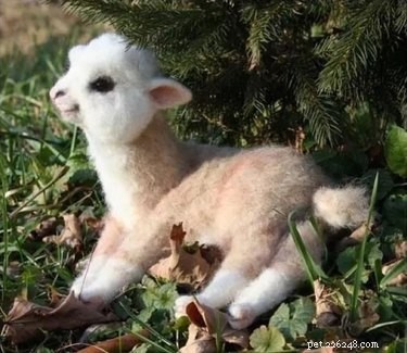 15 Real Animals That Look Like Plush Toys