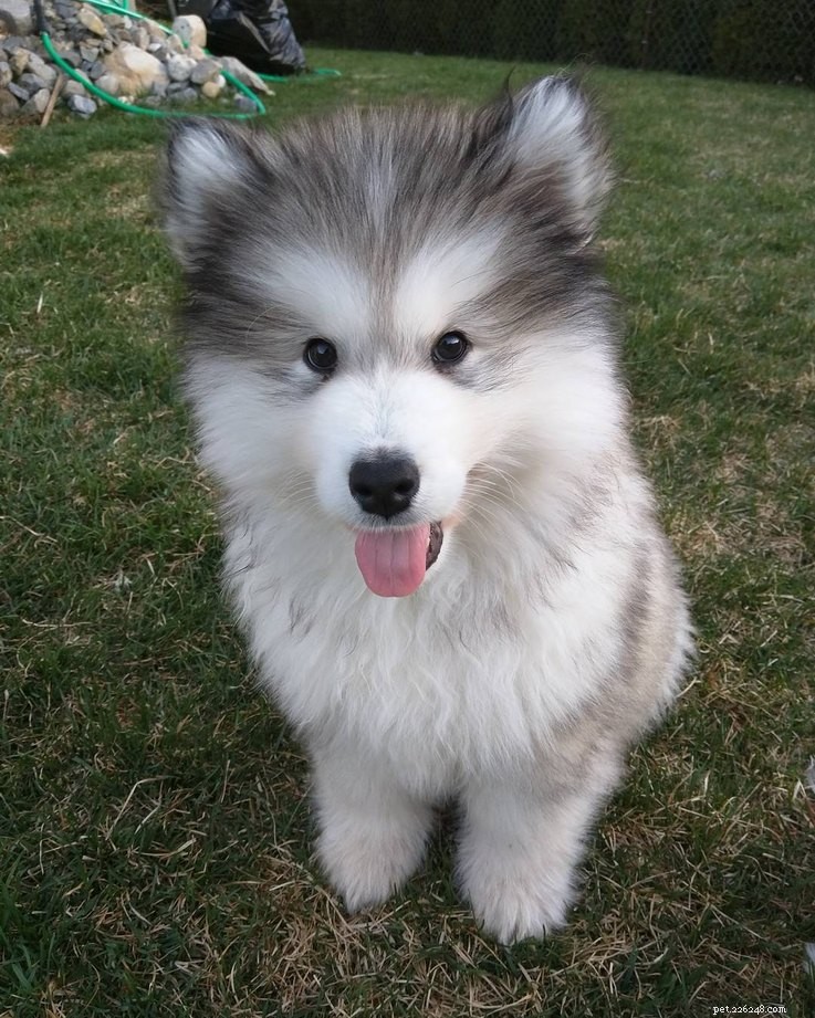 15 Real Animals That Look Like Plush Toys