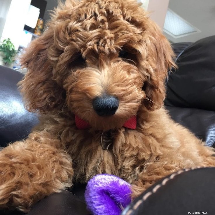 15 Real Animals That Look Like Plush Toys