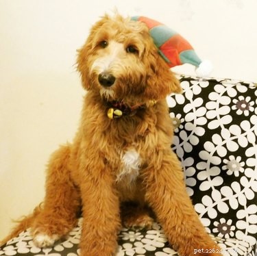 15 Real Animals That Look Like Plush Toys