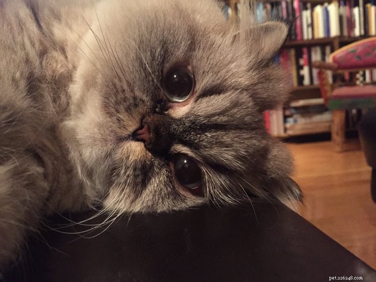 15 Real Animals That Look Like Plush Toys