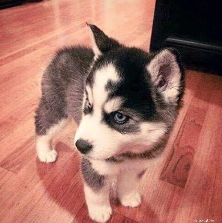 15 Real Animals That Look Like Plush Toys