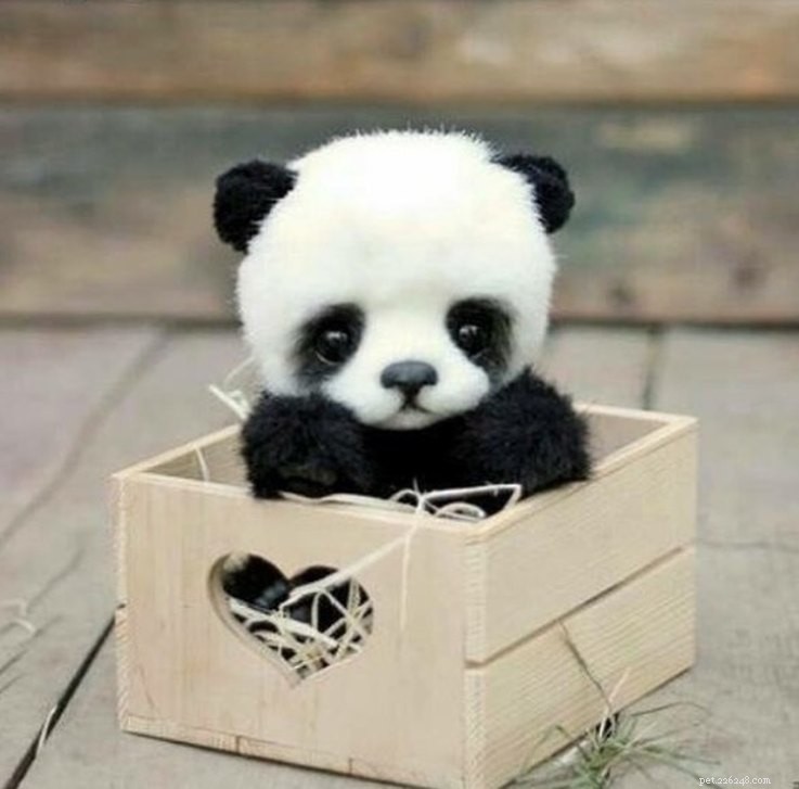 15 Real Animals That Look Like Plush Toys
