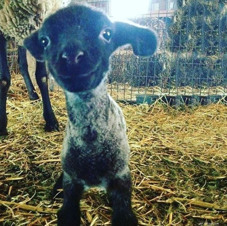 15 Real Animals That Look Like Plush Toys