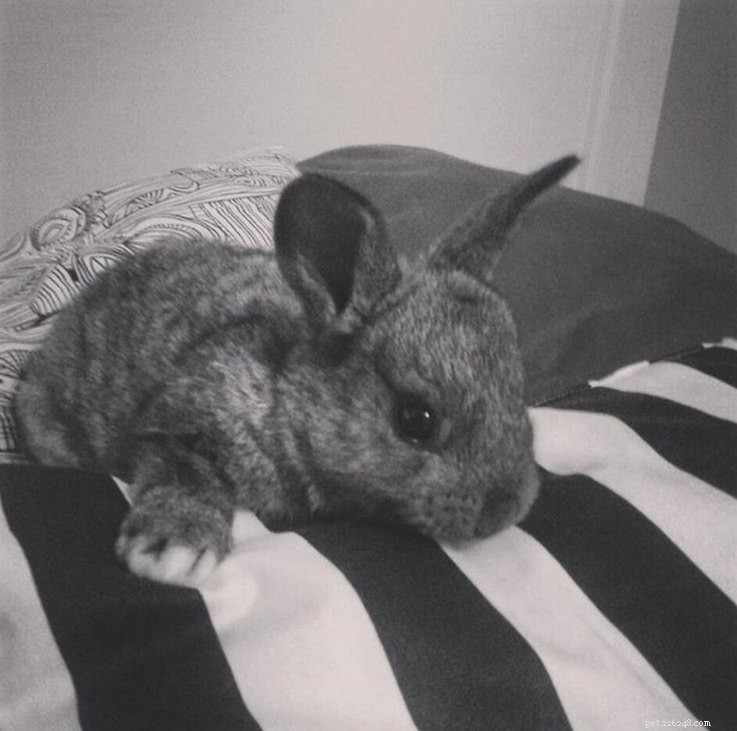 15 Real Animals That Look Like Plush Toys