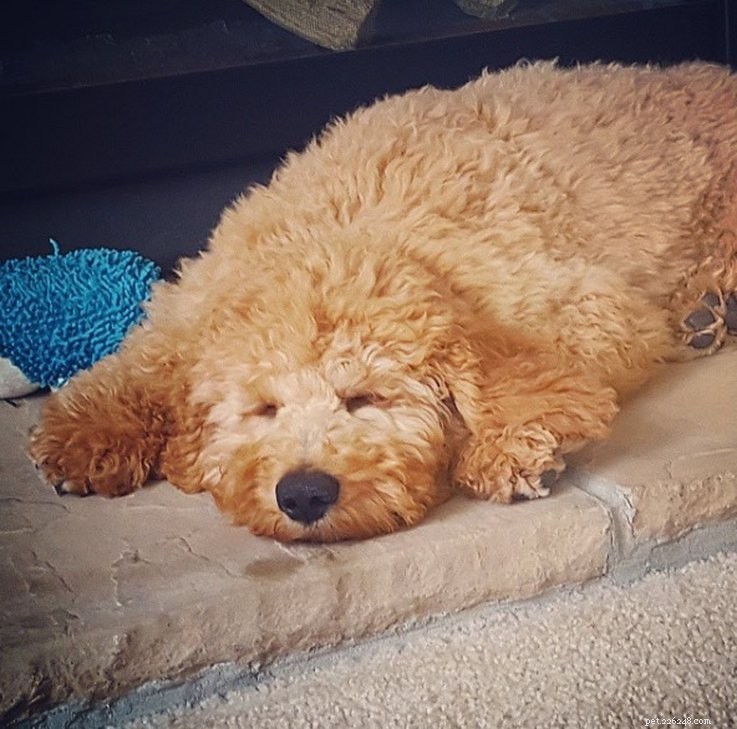 15 Real Animals That Look Like Plush Toys
