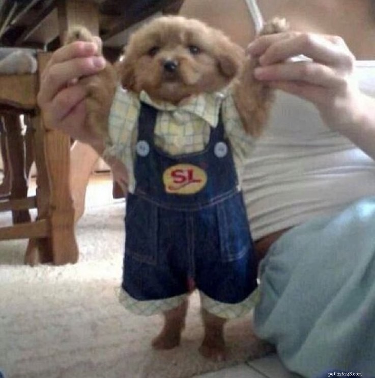 15 Real Animals That Look Like Plush Toys