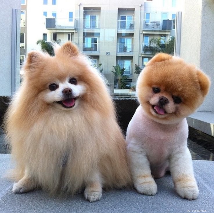 15 Real Animals That Look Like Plush Toys