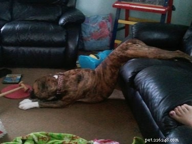 18 Pets in Uncomfortably Cute Poses That Will Melt Your Heart