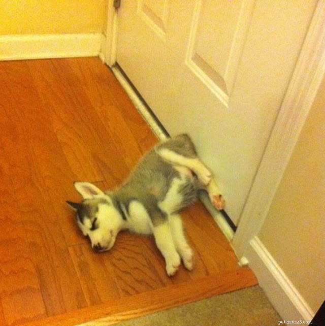 18 Pets in Uncomfortably Cute Poses That Will Melt Your Heart