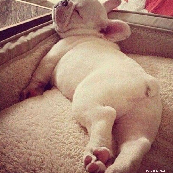 18 Pets in Uncomfortably Cute Poses That Will Melt Your Heart