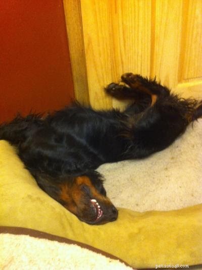 18 Pets in Uncomfortably Cute Poses That Will Melt Your Heart