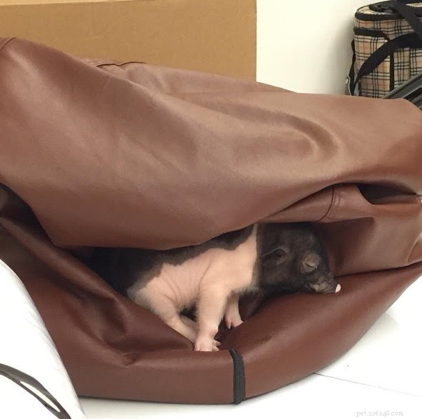 18 Pets in Uncomfortably Cute Poses That Will Melt Your Heart