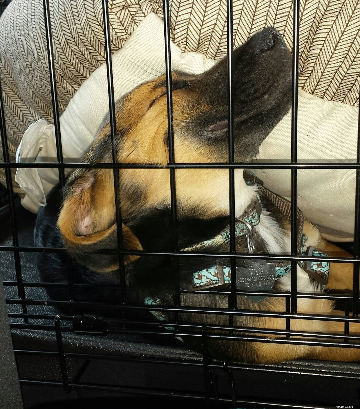 18 Pets in Uncomfortably Cute Poses That Will Melt Your Heart