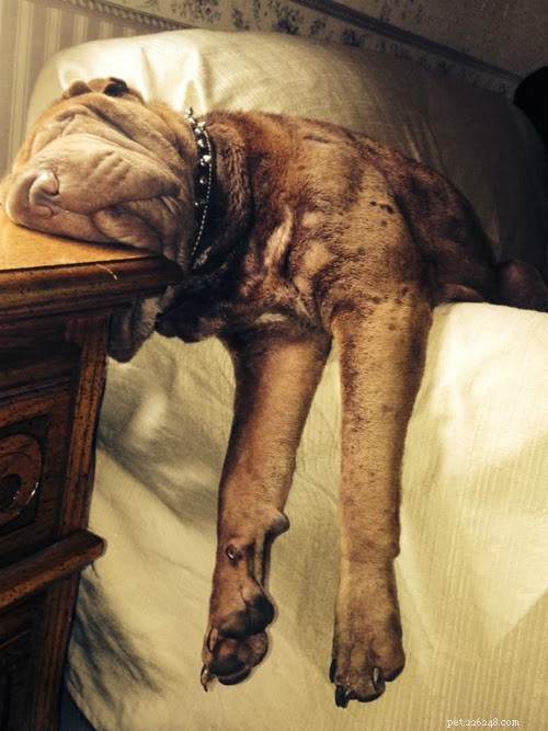 18 Pets in Uncomfortably Cute Poses That Will Melt Your Heart