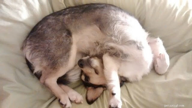 18 Pets in Uncomfortably Cute Poses That Will Melt Your Heart