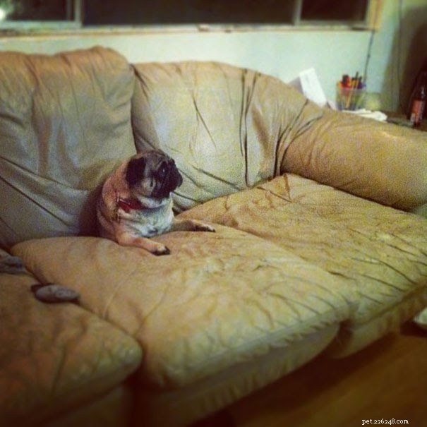 18 Pets in Uncomfortably Cute Poses That Will Melt Your Heart