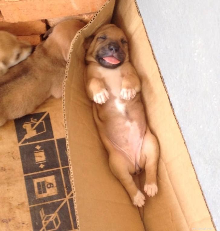 18 Pets in Uncomfortably Cute Poses That Will Melt Your Heart