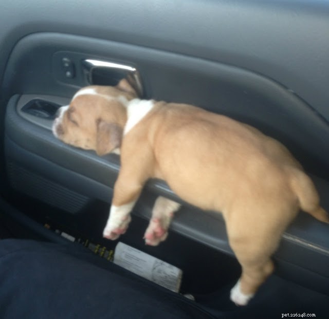 18 Pets in Uncomfortably Cute Poses That Will Melt Your Heart