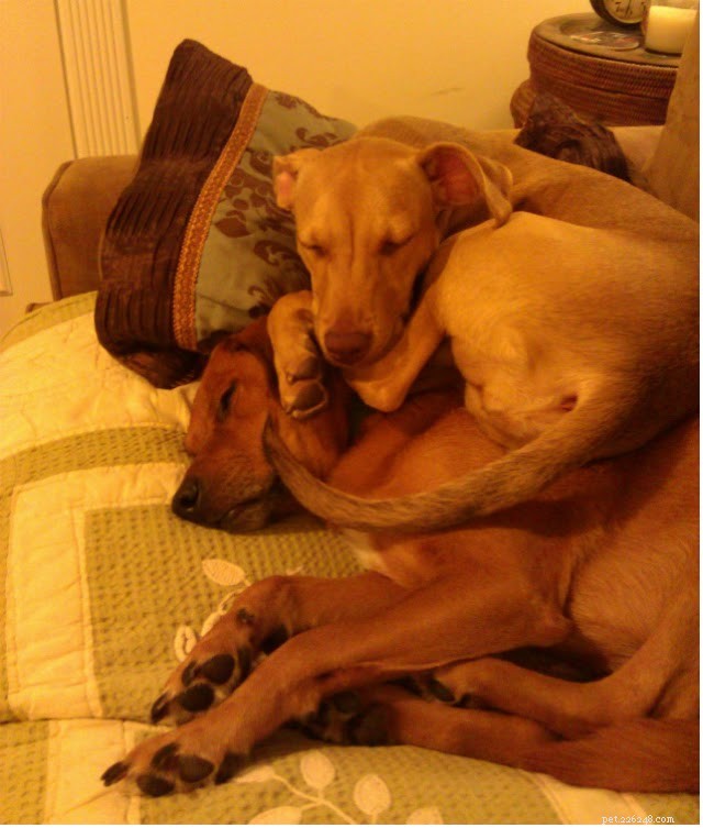 18 Pets in Uncomfortably Cute Poses That Will Melt Your Heart
