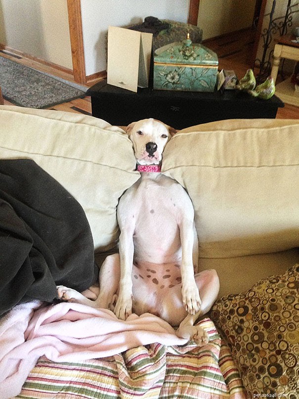18 Pets in Uncomfortably Cute Poses That Will Melt Your Heart