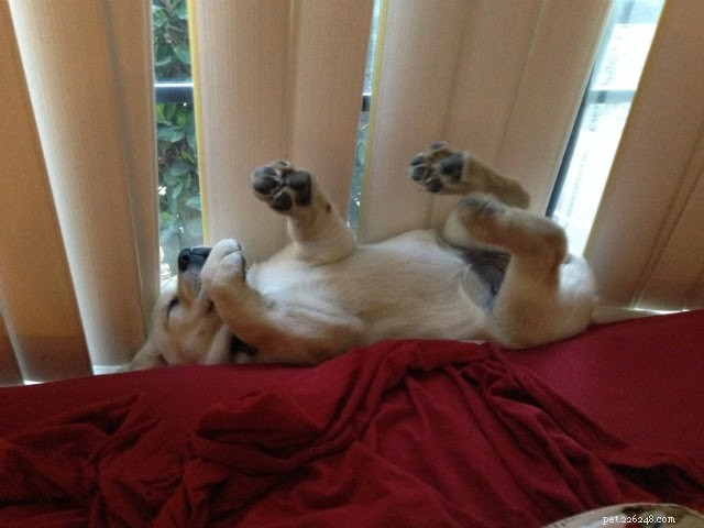 18 Pets in Uncomfortably Cute Poses That Will Melt Your Heart
