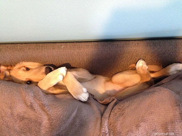 18 Pets in Uncomfortably Cute Poses That Will Melt Your Heart