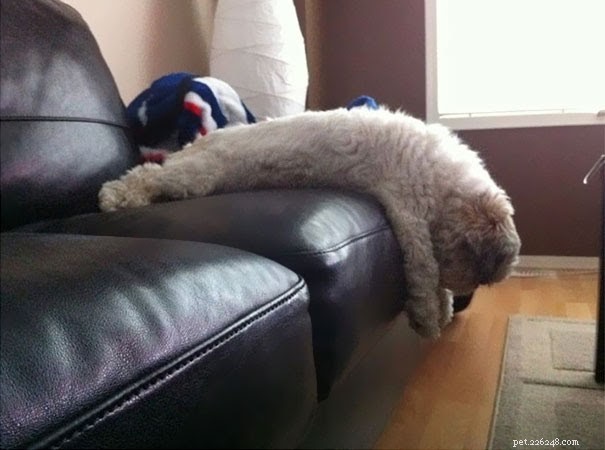 18 Pets in Uncomfortably Cute Poses That Will Melt Your Heart