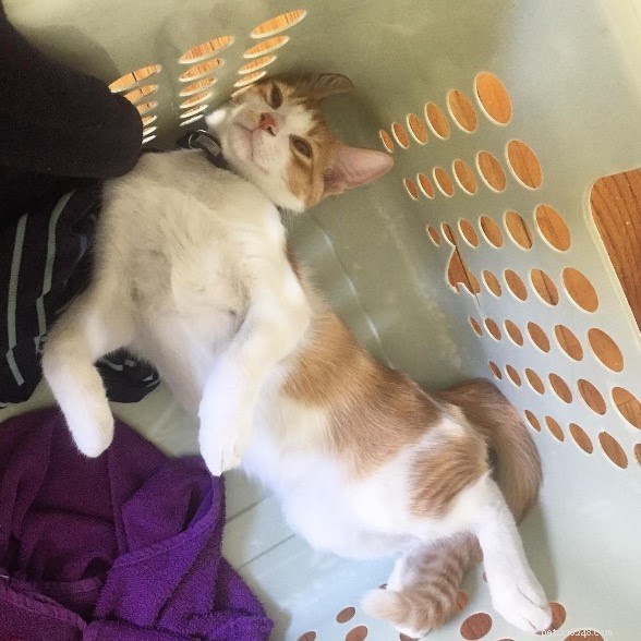 18 Pets in Uncomfortably Cute Poses That Will Melt Your Heart
