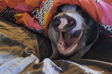 The Most Entertaining Pig Photos You’ll Ever See