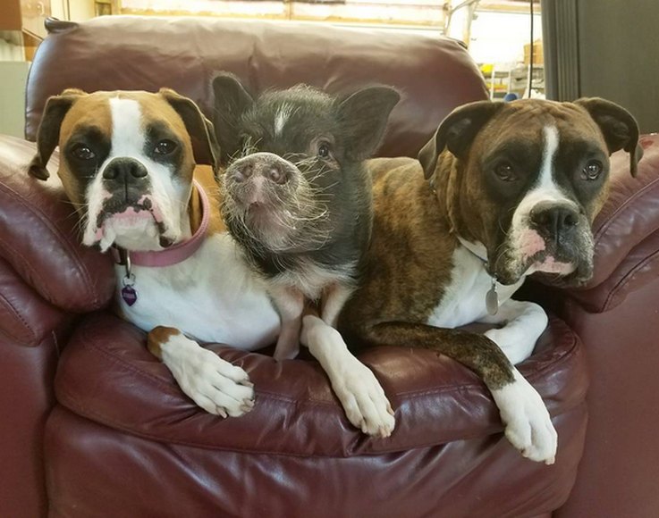 The Most Entertaining Pig Photos You’ll Ever See