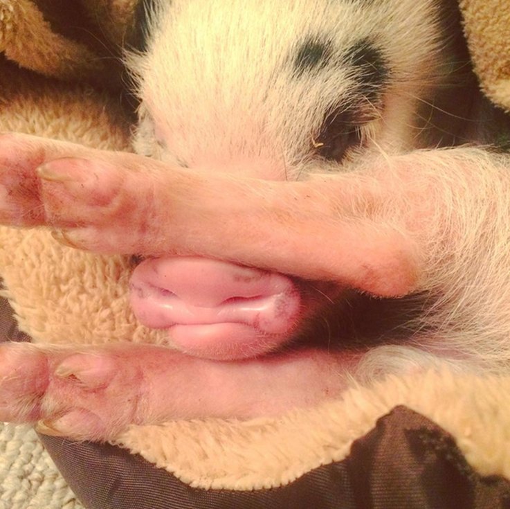 The Most Entertaining Pig Photos You’ll Ever See
