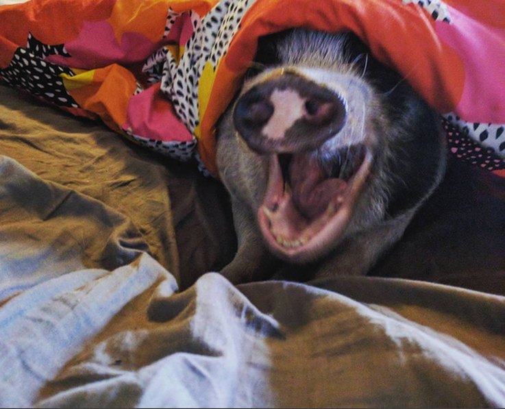 The Most Entertaining Pig Photos You’ll Ever See