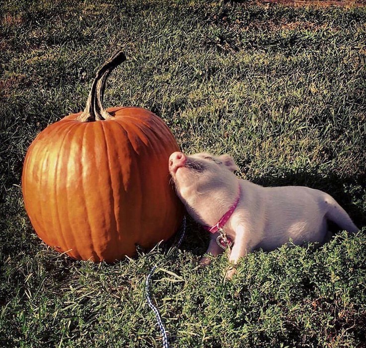 The Most Entertaining Pig Photos You’ll Ever See