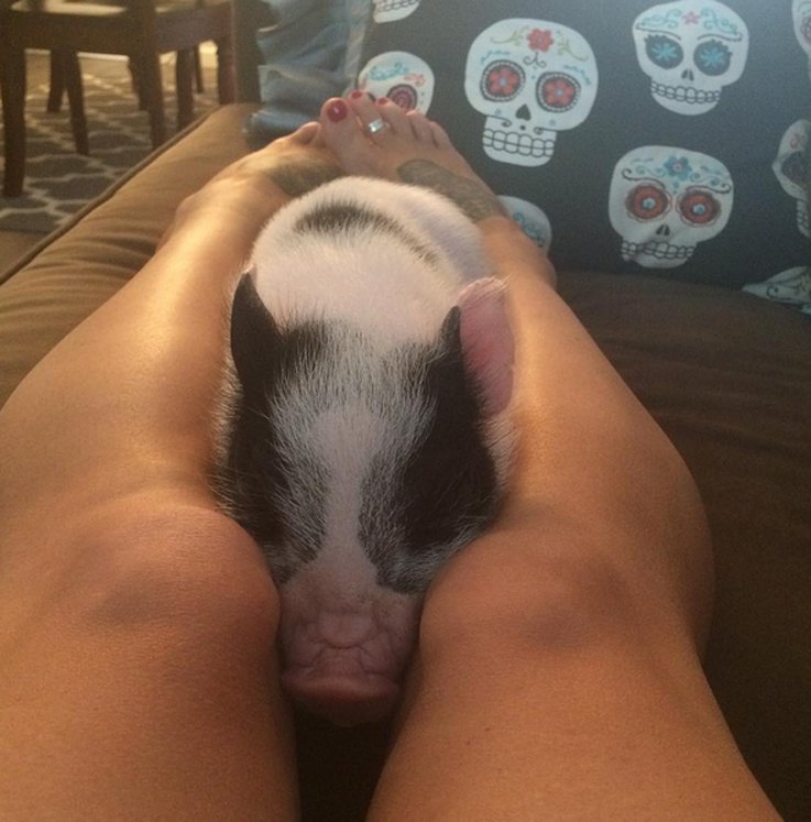 The Most Entertaining Pig Photos You’ll Ever See