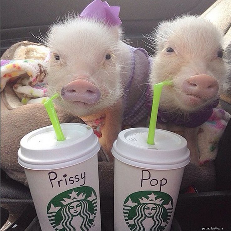 The Most Entertaining Pig Photos You’ll Ever See