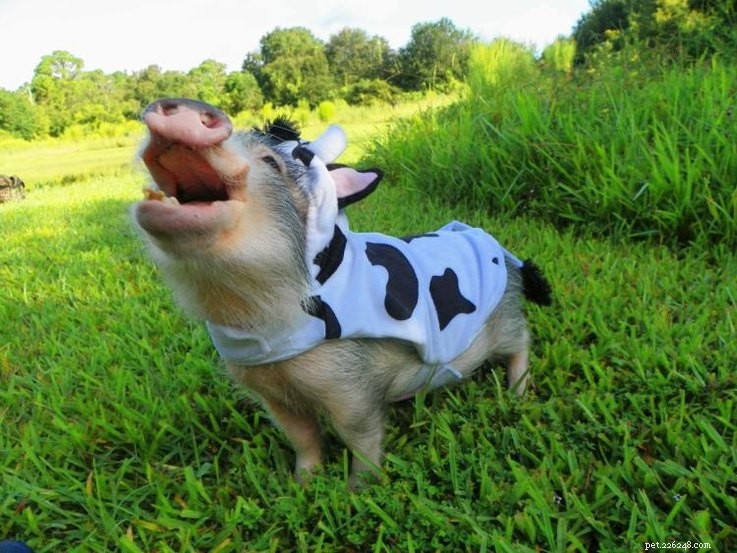 The Most Entertaining Pig Photos You’ll Ever See