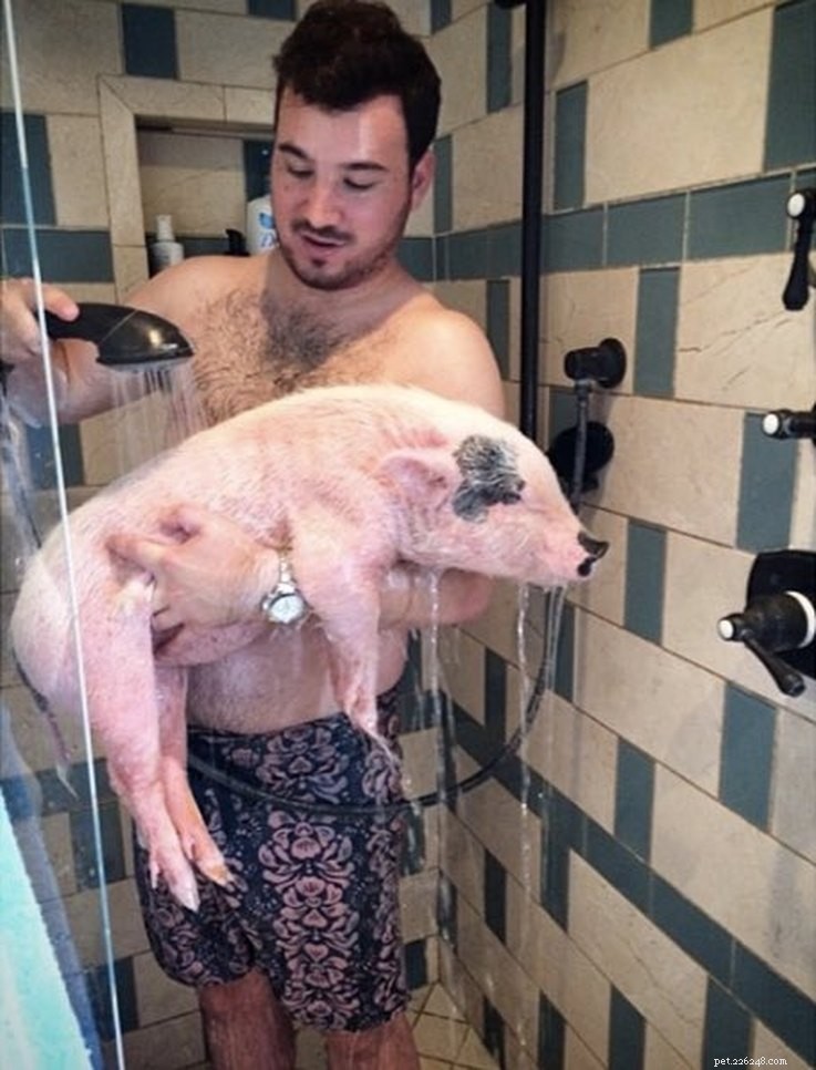 The Most Entertaining Pig Photos You’ll Ever See