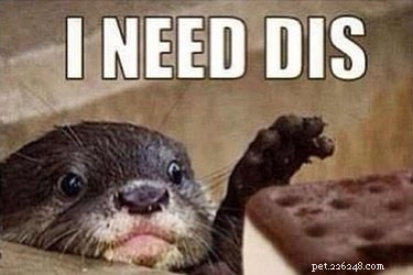 Animal Memes That Humorously Capture PMS Experiences