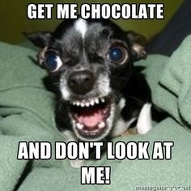 Animal Memes That Humorously Capture PMS Experiences