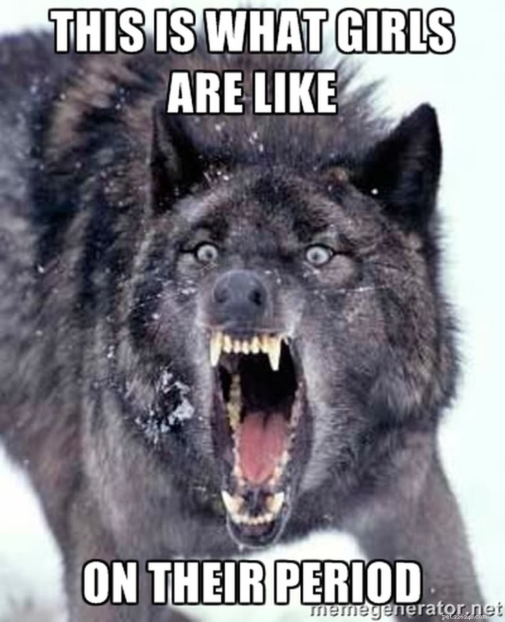 Animal Memes That Humorously Capture PMS Experiences