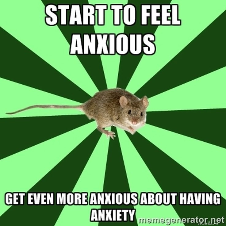 Animal Memes That Humorously Capture PMS Experiences