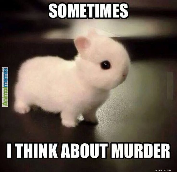 Animal Memes That Humorously Capture PMS Experiences