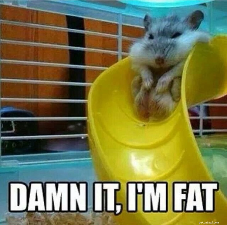 Animal Memes That Humorously Capture PMS Experiences