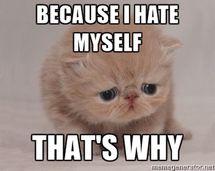 Animal Memes That Humorously Capture PMS Experiences