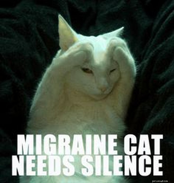 Animal Memes That Humorously Capture PMS Experiences